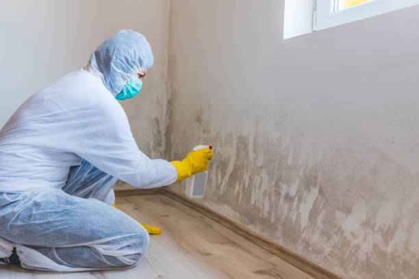 Licensed Basement Mold Remediation service in Greenville, NC - 24 Hour Mold Removal