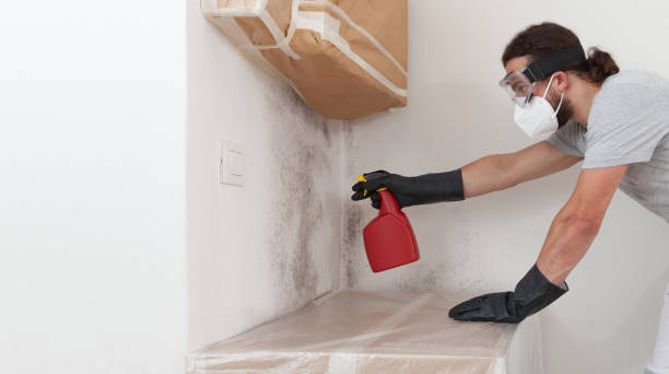 Professional Basement Mold Remediation technician working in Greenville, NC