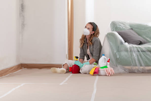 Reliable Basement Mold Remediation contractor in Greenville, NC by 24 Hour Mold Removal