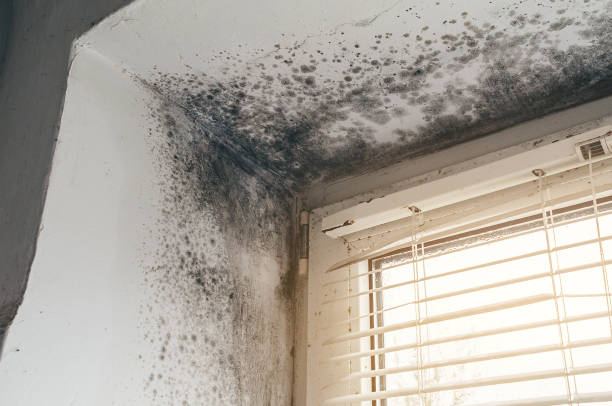 Affordable Basement Mold Remediation solutions in Greenville, NC