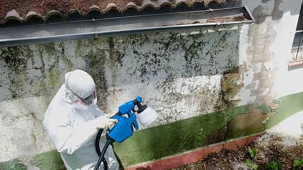 Top rated local Basement Mold Remediation specialists in Greenville, NC